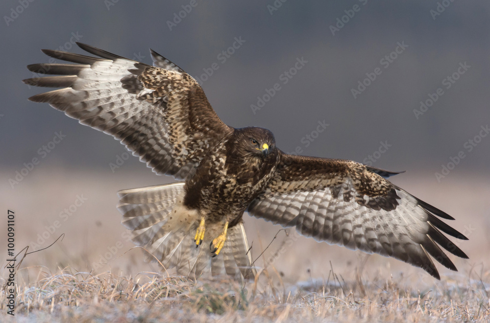 Obraz premium Myszołów zwyczajny (Buteo buteo)