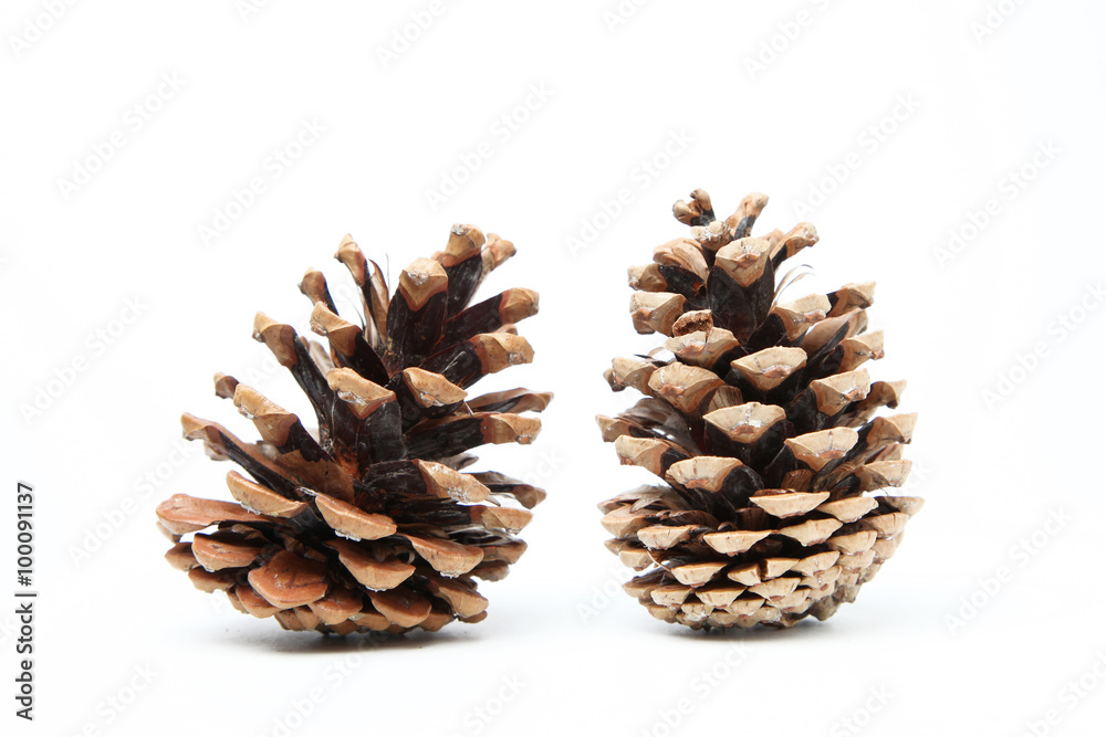 Pine cone Pine cone
