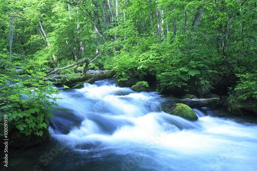 water spring in forest