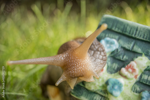 Snail sitting in the garden on the teapot
