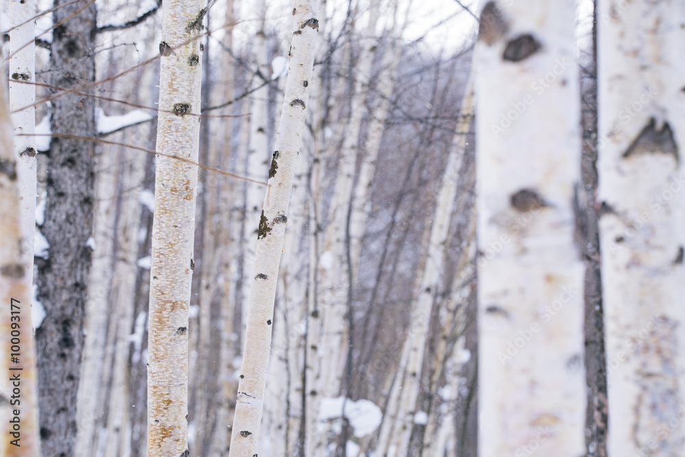 Obraz premium 冬の青い池