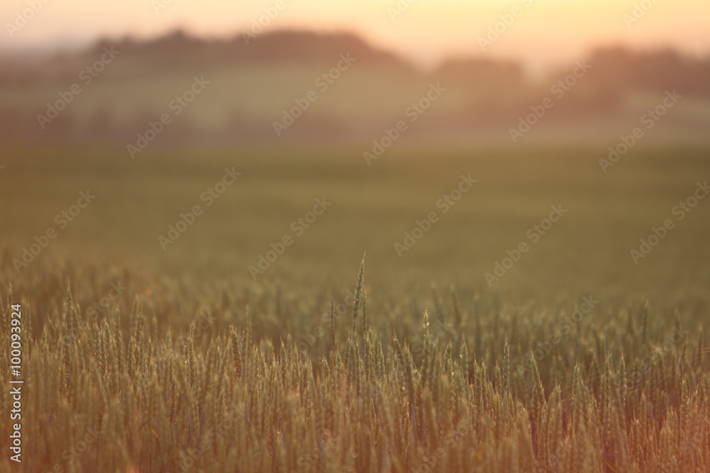 Obraz premium 朝日昇る朝焼けの麦畑