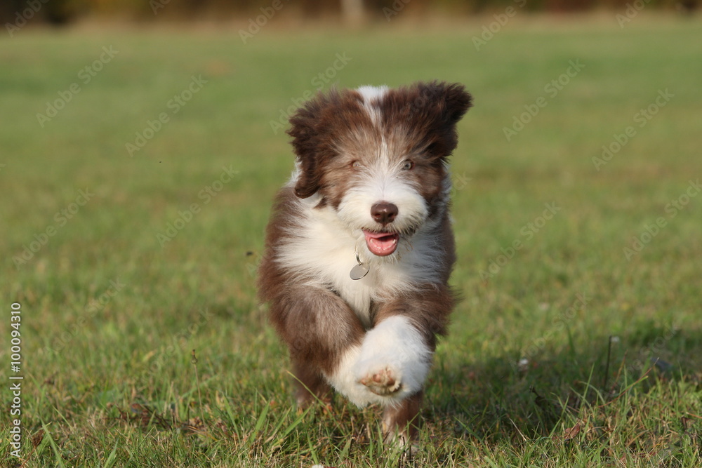 chien chien