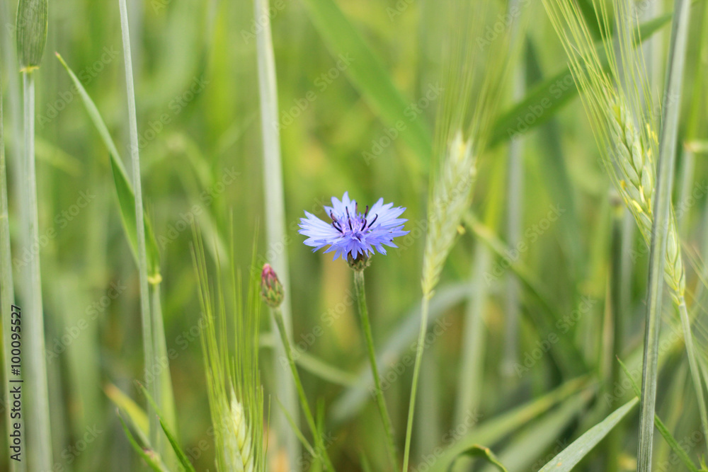 Blue cornflower in green field with wheat Blue cornflower in green field with wheat