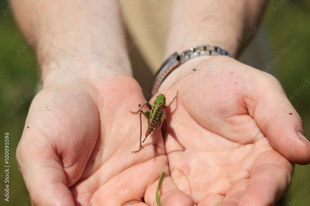 Grasshopper on the palms
