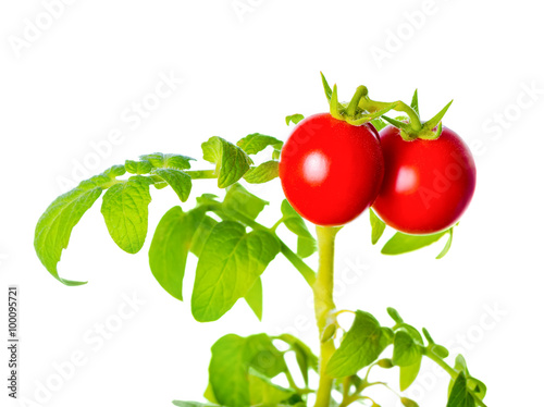 ripe red mini tomatoes cherry on green twig is isolated on white