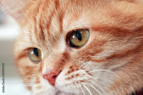 Ginger Cat Eye © cosma