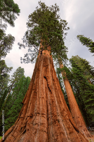 Ancient Giant Sequoias Forest in California, United States © lucky-photo