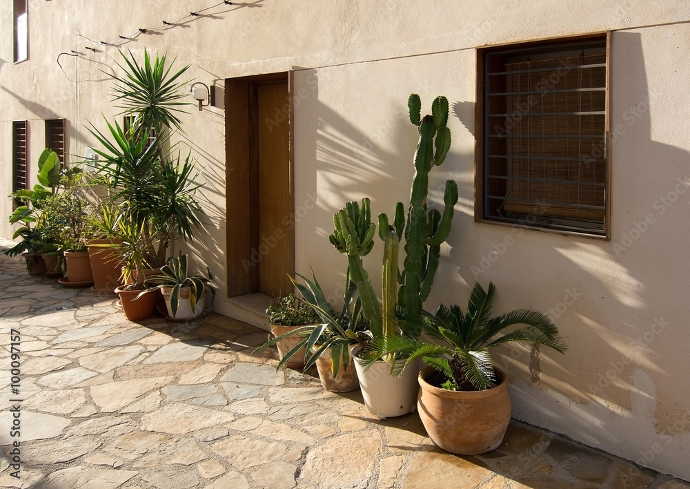 Mediterranean plants in terracotta pots