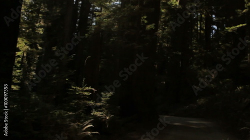 Traveling down shadowy road in redwood forest