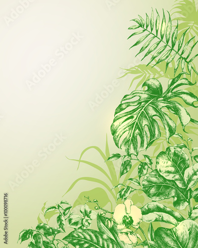 Natural  Background with  tropical plants.