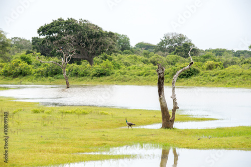 Lake in National Park Yala, Sri Lanka