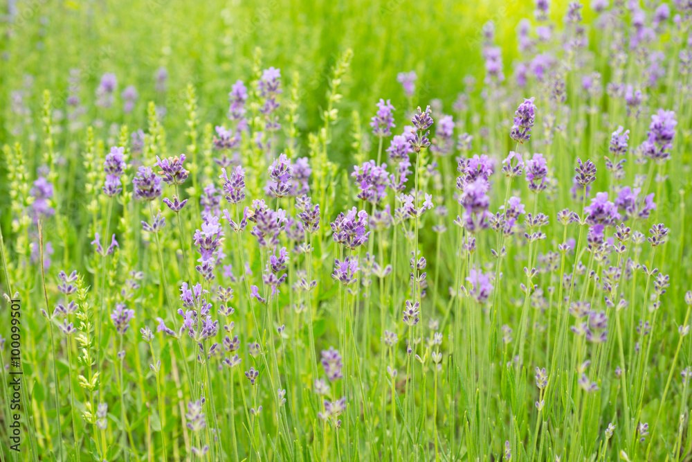 Fototapeta premium Lavender blossoms in nature