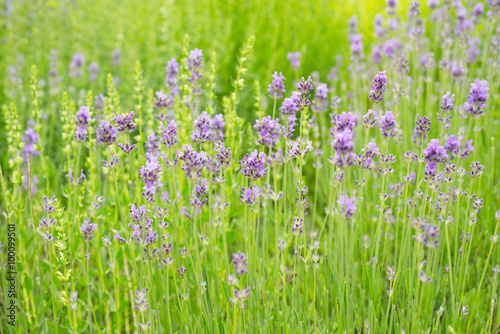 Lavender blossoms in nature