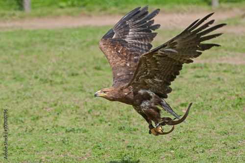 Golden Eagle