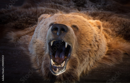 Head of brown bear bearskin photo