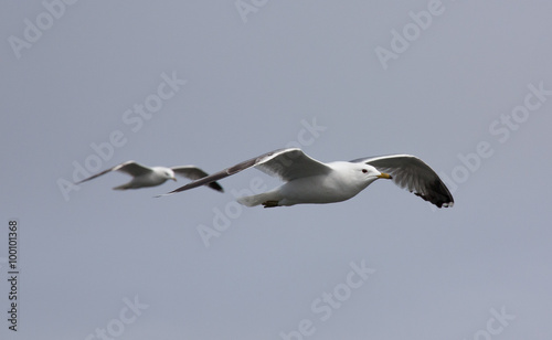 flying seagulls, wings intersect like X © comradelukich