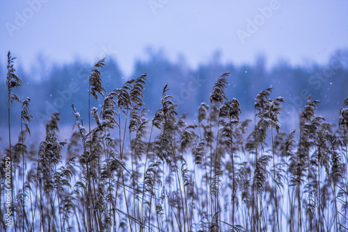 abstract plant in winter at the lake