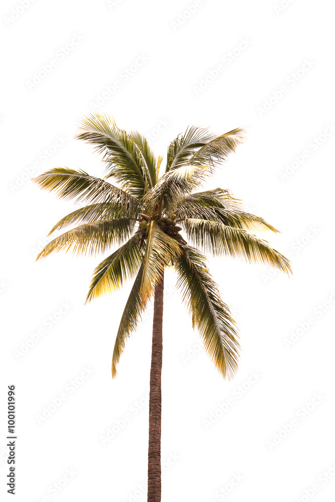 Obraz premium Palm trees isolated on white