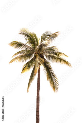 Palm trees isolated on white