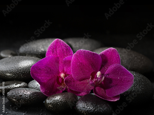 Two purple orchids on wet black stones. Spa concept. LaStone Therapy
