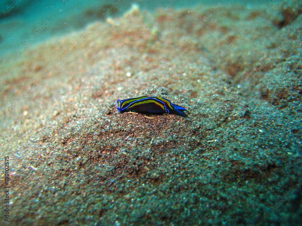 Obraz premium Kopfschildschnecke