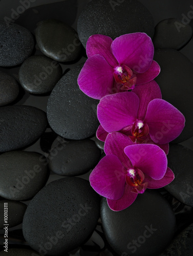 Three orchids lying on black stones. Viewed from above. Spa concept. LaStone Therapy
