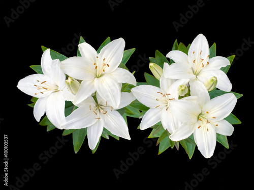 Fototapeta Naklejka Na Ścianę i Meble -  White Lily  flowers