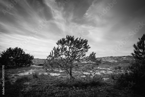 Black and white silhouette of a isolated tree in pine grove in S