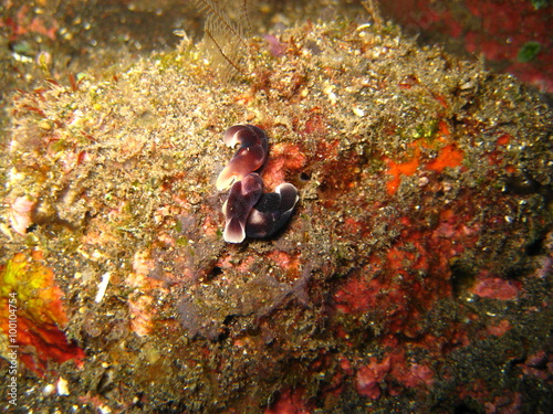 Nudibranch photo