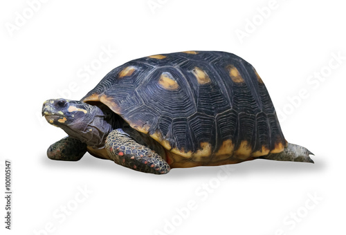 spur-thighed turtle isolated over white