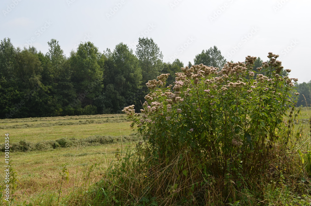 Hemp-agrimony next to mown meadow Hemp-agrimony next to mown meadow