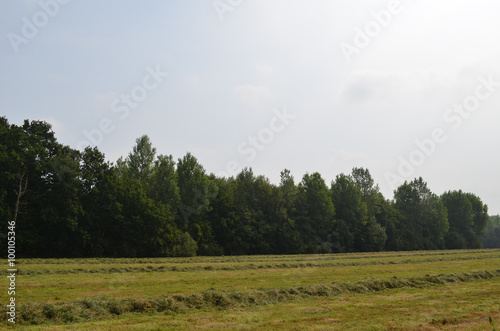 Hay harvest on a green meadow in summer  Flanders
