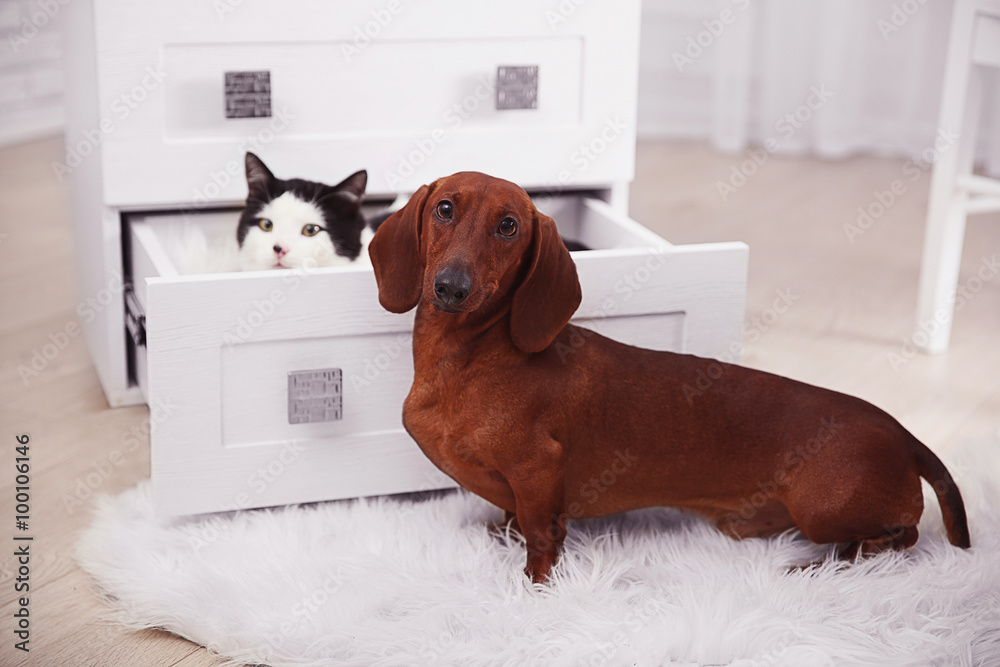 Beautiful cat and dachshund dog   sitting in chest of drawers