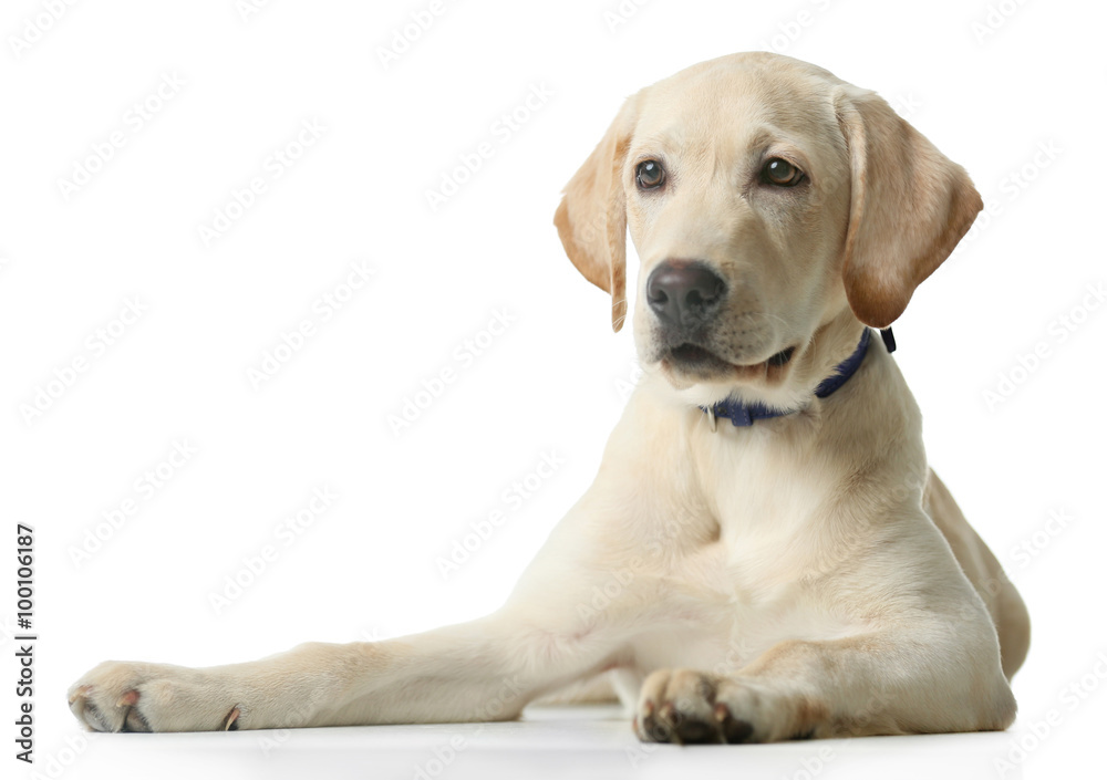 Beautiful Labrador retriever isolated on white background