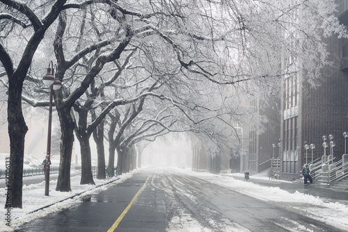 Empty street with bicycle lane markings bordered with bare trees covered in frost on winter morning © anna_rostova