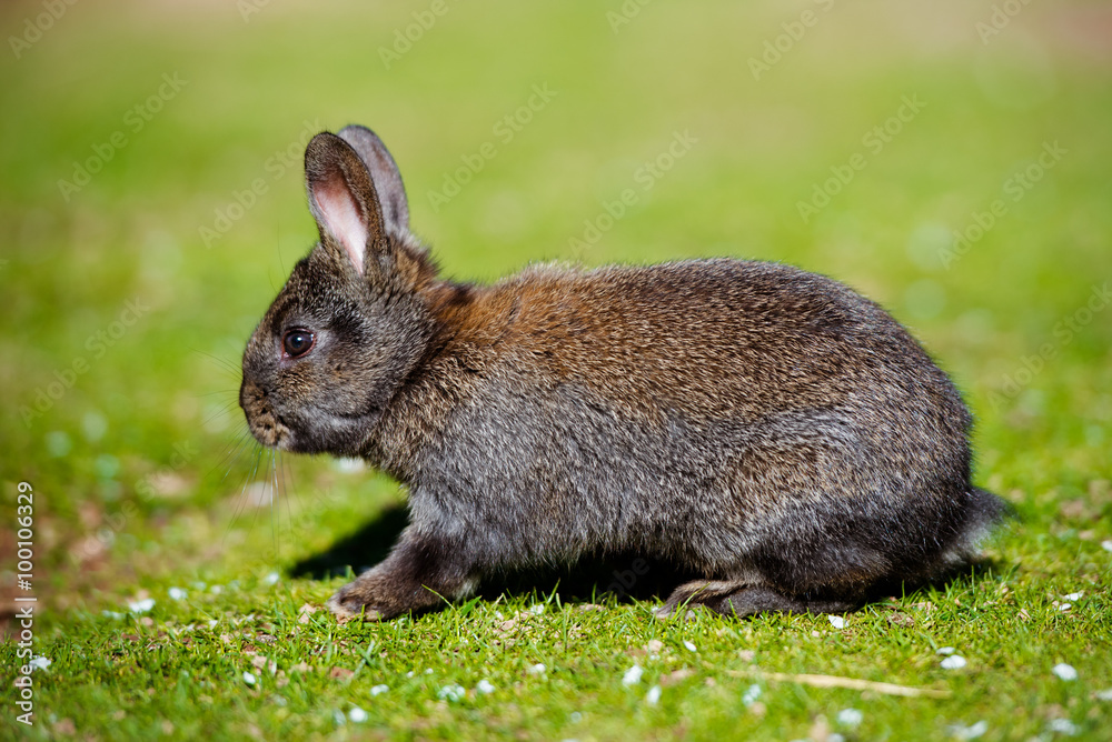 Fototapeta premium baby rabbit outdoors on grass