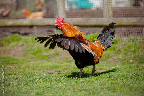 rooster flapping wings