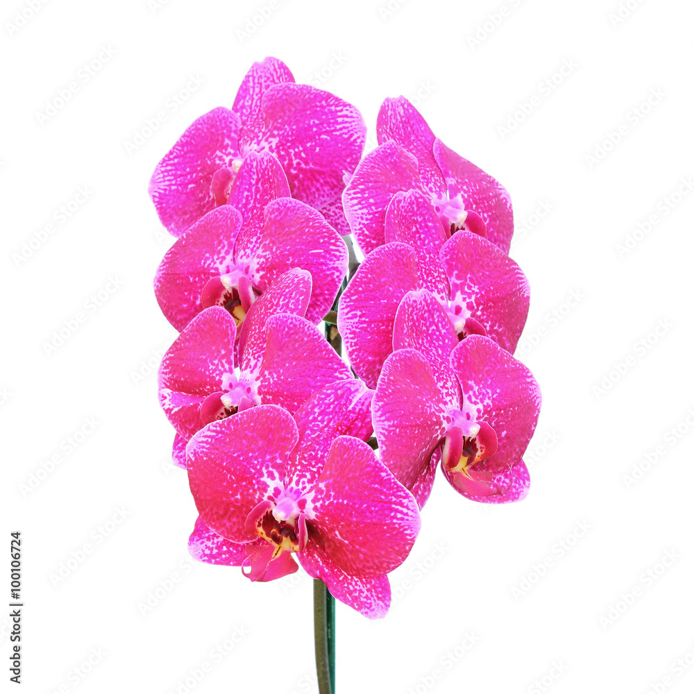 pink orchid flower isolated on white background pink orchid flower isolated on white background