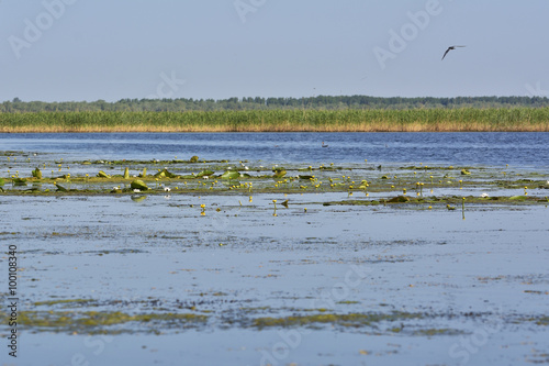 Waterlilies  landscape in Romania photo