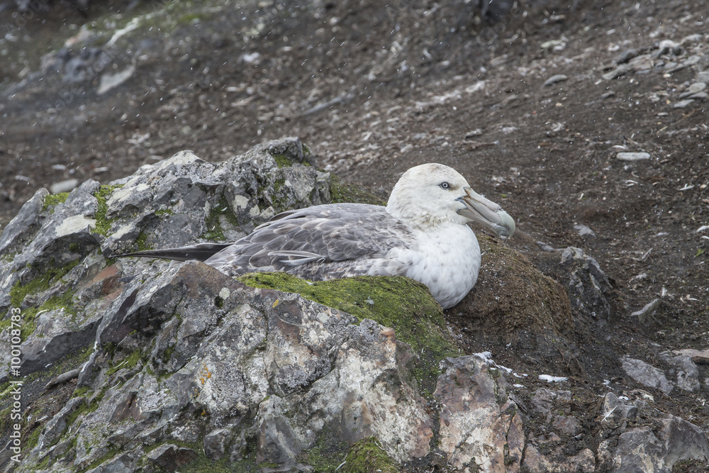 Southern Giant Petrel Southern Giant Petrel