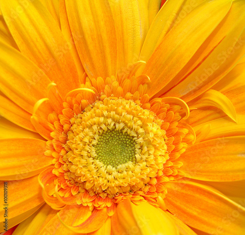 core flower gerbera