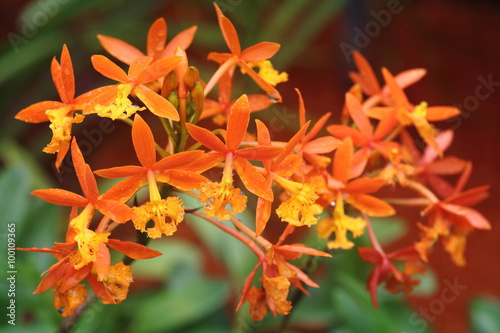 Fototapeta Naklejka Na Ścianę i Meble -  Epidendrum Cinnabarinum Orchid 1