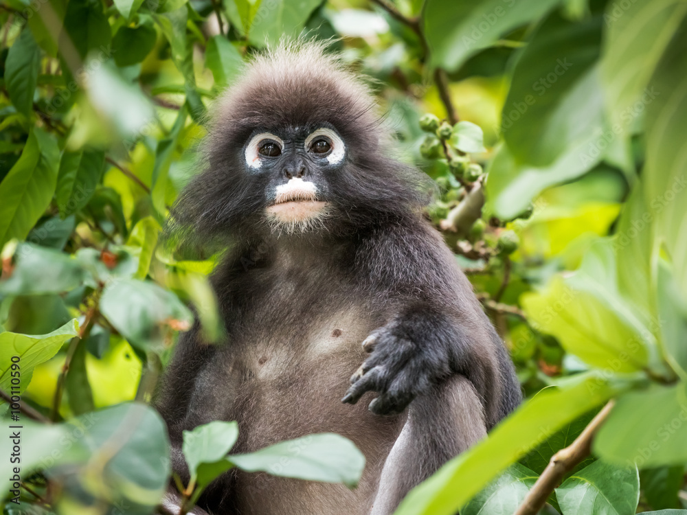 An adult dusky leaf monkey / spectactled leaf monkey / langur is sitting among leaves in a tree in the wild. Location: Langkawi, Malaysia.
An adult dusky leaf monkey / spectactled leaf monkey / langur is sitting among leaves in a tree in the wild. Location: Langkawi, Malaysia.