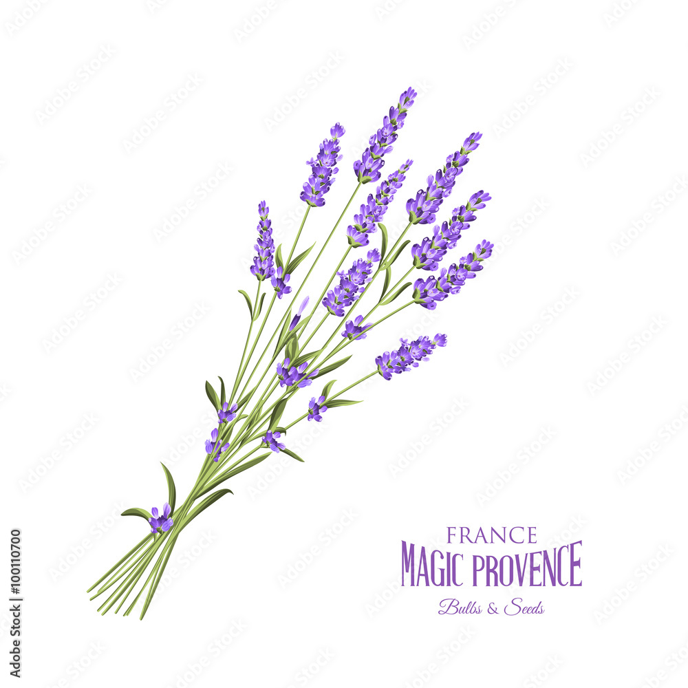 Naklejka premium Lavender elegant card.