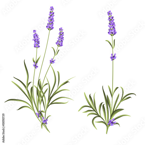 Set of lavender flowers 