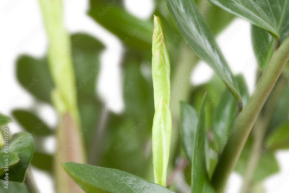 Obraz premium Zimmerpflanze Zamioculcas zamiifolia Detailaufnahme