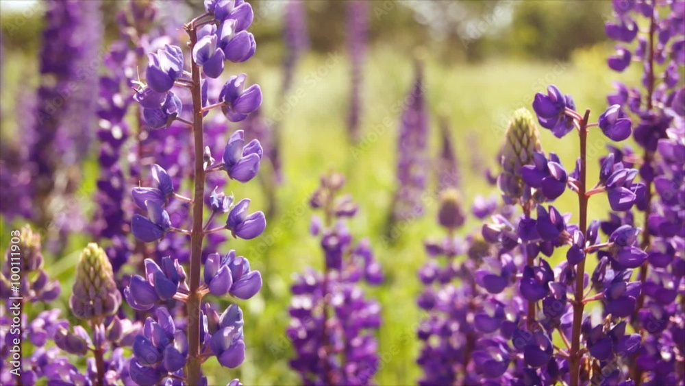 Purple flowers in a meadow. Summer landscape with wild flowers.