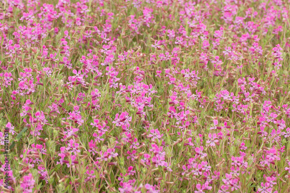Waew Wichian Flower (Angelonia goyazensis Benth) Waew Wichian Flower (Angelonia goyazensis Benth)