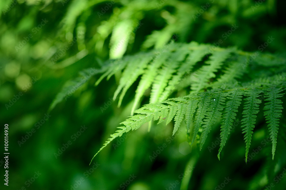 fern close-up in the forest